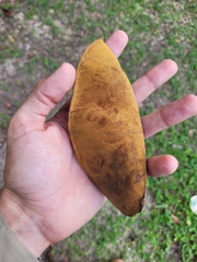 Macrolobium latifolium