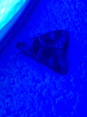 Melipotis florida