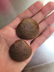 Macrolobium latifolium