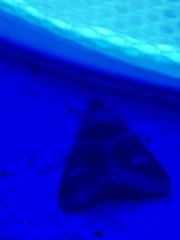 Melipotis florida
