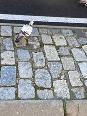 Columba livia domestica