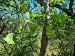 Erythrina lysistemon