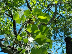 Erythrina lysistemon