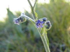 Afrotysonia glochidiata