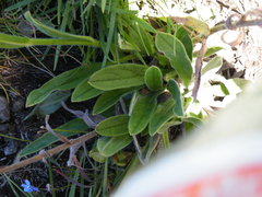 Afrotysonia glochidiata