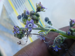 Afrotysonia glochidiata