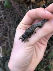 Disholcaspis mellifica