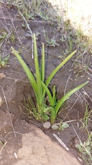 Toxicoscordion fremontii