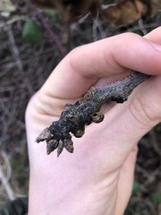 Disholcaspis mellifica