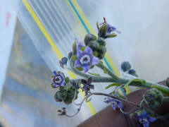 Afrotysonia glochidiata