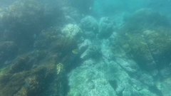 Johnrandallia nigrirostris