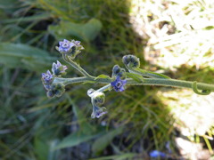 Afrotysonia glochidiata