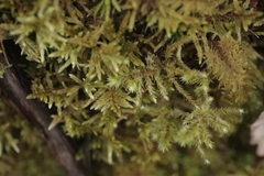 Pleurozium schreberi