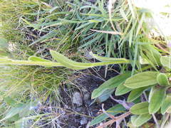 Afrotysonia glochidiata