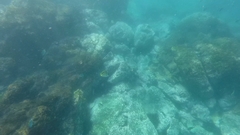 Johnrandallia nigrirostris