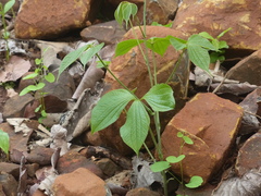 Dioscorea hispida
