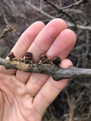 Disholcaspis mellifica