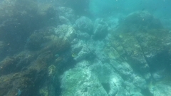 Johnrandallia nigrirostris