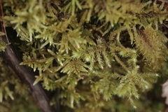 Pleurozium schreberi