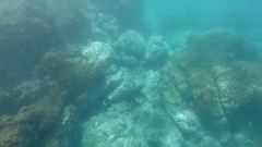 Johnrandallia nigrirostris