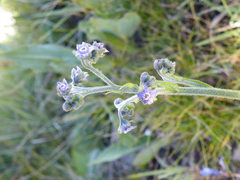 Afrotysonia glochidiata