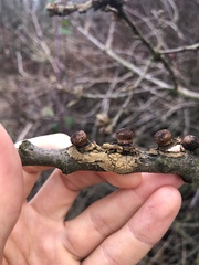 Disholcaspis mellifica