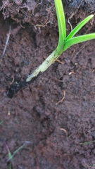 Toxicoscordion fremontii