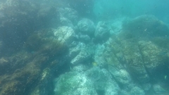 Johnrandallia nigrirostris