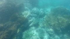 Johnrandallia nigrirostris