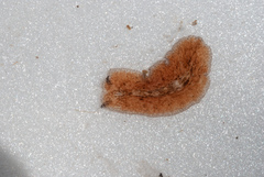 Pericelis cata