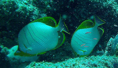 Chaetodon xanthocephalus