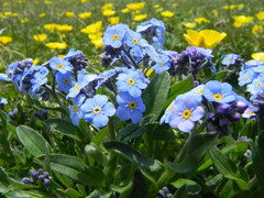 Myosotis graui