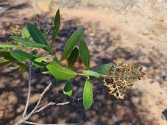 Olea capensis enervis