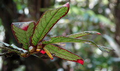 Columnea medicinalis
