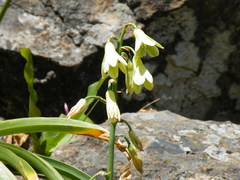 Ornithogalum regale