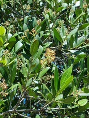 Olea capensis enervis