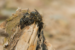 Colletes compactus