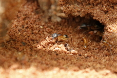 Camponotus maculatus