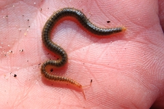 Henia vesuviana