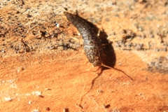 Lepisma