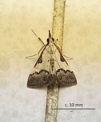 Autocharis jacobsalis