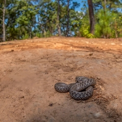 Storeria storerioides