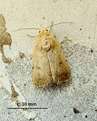 Xylenini
