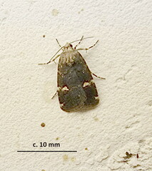 Athetis albirena
