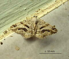 Chiasmia grimmia