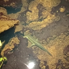 Ambystoma flavipiperatum