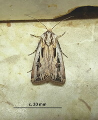 Agrotis spinifera