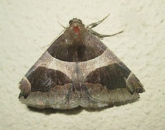 Dysgonia torrida