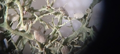 Ramalina stenospora