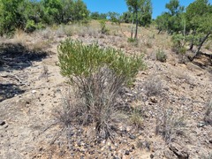 Euclea sekhukhuniensis